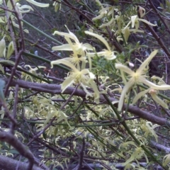 Clematis leptophylla at Isaacs, ACT - 9 Sep 2016