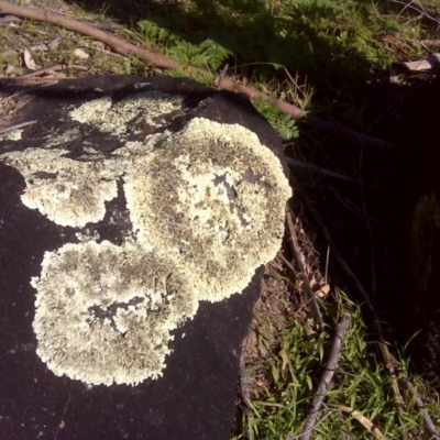 Parmeliaceae (family) (A lichen family) at Mount Mugga Mugga - 6 Sep 2016 by Mike