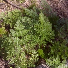 Conium maculatum (Hemlock) at Jerrabomberra, ACT - 6 Sep 2016 by Mike