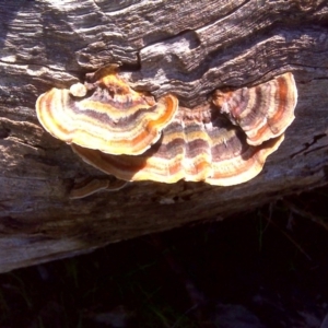 Trametes versicolor at O'Malley, ACT - 6 Sep 2016 11:41 AM