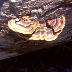 Trametes versicolor (Turkey Tail) at O'Malley, ACT - 6 Sep 2016 by Mike