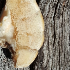 Trametes versicolor at O'Malley, ACT - 6 Sep 2016 11:41 AM