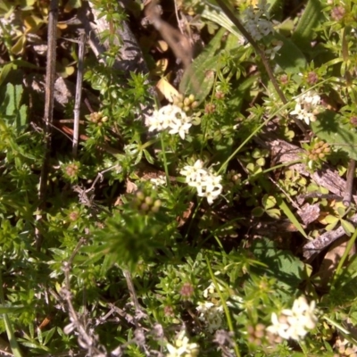 Asperula conferta (Common Woodruff) at O'Malley, ACT - 6 Sep 2016 by Mike