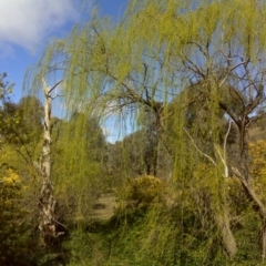 Salix babylonica (Weeping Willow) at Jerrabomberra, ACT - 4 Sep 2016 by Mike