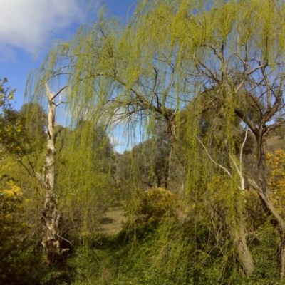 Salix babylonica (Weeping Willow) at Isaacs Ridge and Nearby - 4 Sep 2016 by Mike