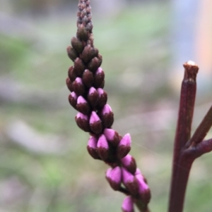 Indigofera australis subsp. australis at Majura, ACT - 9 Sep 2016