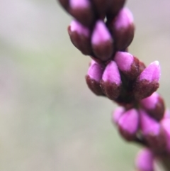 Indigofera australis subsp. australis at Majura, ACT - 9 Sep 2016