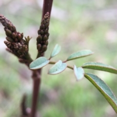 Indigofera australis subsp. australis at Majura, ACT - 9 Sep 2016