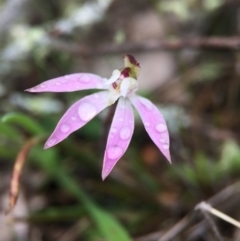 Caladenia fuscata (Dusky Fingers) at Mount Majura - 9 Sep 2016 by AaronClausen