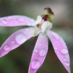 Caladenia fuscata at Majura, ACT - suppressed