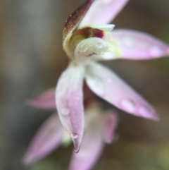 Caladenia fuscata at Majura, ACT - 9 Sep 2016