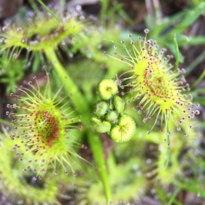 Drosera (genus) (A Sundew) at Majura, ACT - 9 Sep 2016 by AaronClausen