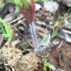 Caladenia actensis (Canberra Spider Orchid) at Majura, ACT by AaronClausen