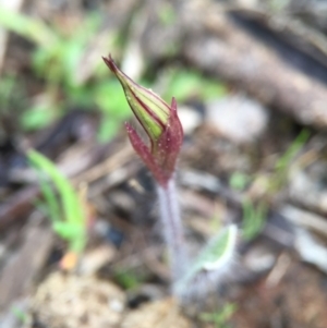 Caladenia actensis at suppressed - suppressed