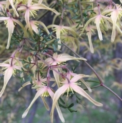 Clematis leptophylla (Small-leaf Clematis, Old Man's Beard) at Mount Majura - 9 Sep 2016 by AaronClausen