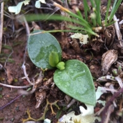 Ophioglossum lusitanicum (Adder's Tongue) at Majura, ACT - 9 Sep 2016 by AaronClausen