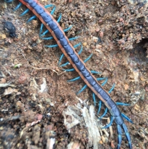 Scolopendra laeta at Majura, ACT - 9 Sep 2016