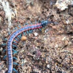 Scolopendra laeta at Majura, ACT - 9 Sep 2016