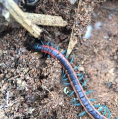 Scolopendra laeta at Majura, ACT - 9 Sep 2016