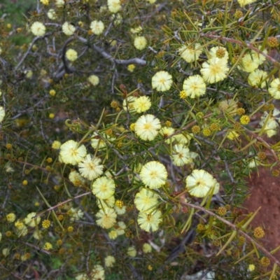 Acacia ulicifolia (Prickly Moses) at Watson, ACT - 9 Sep 2016 by waltraud