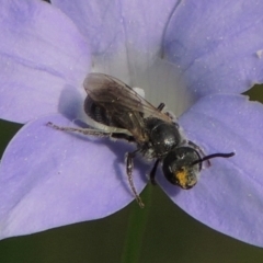 Lasioglossum (Chilalictus) brunnesetum (Halictid bee) at Pollinator-friendly garden Conder - 10 Oct 2015 by michaelb