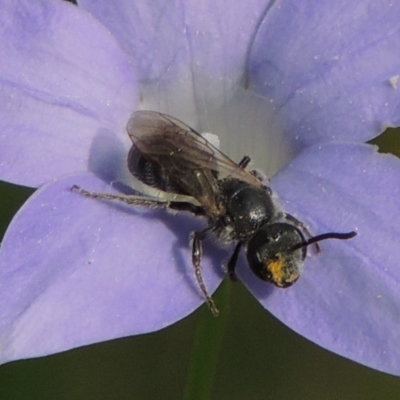 Lasioglossum (Chilalictus) brunnesetum (Halictid bee) at Conder, ACT - 10 Oct 2015 by michaelb