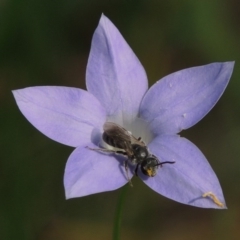 Lasioglossum (Chilalictus) brunnesetum at Pollinator-friendly garden Conder - 10 Oct 2015
