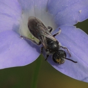 Lasioglossum (Chilalictus) brunnesetum at Pollinator-friendly garden Conder - 10 Oct 2015 04:34 PM