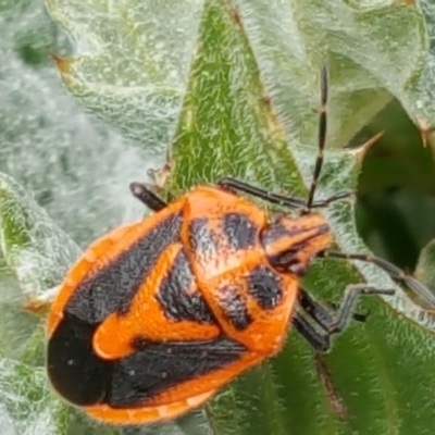 Agonoscelis rutila (Horehound bug) at Isaacs Ridge and Nearby - 7 Sep 2016 by Mike