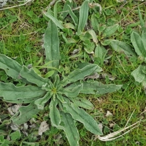 Echium vulgare at Isaacs Ridge - 7 Sep 2016 11:55 AM