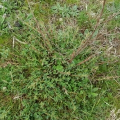 Hypericum perforatum (St John's Wort) at Isaacs, ACT - 7 Sep 2016 by Mike