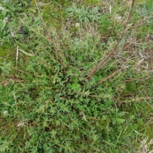 Hypericum perforatum at Isaacs, ACT - 7 Sep 2016 11:56 AM