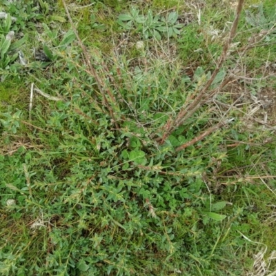 Hypericum perforatum (St John's Wort) at Isaacs, ACT - 7 Sep 2016 by Mike