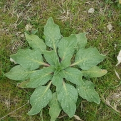 Echium plantagineum (Paterson's Curse) at Isaacs Ridge - 7 Sep 2016 by Mike