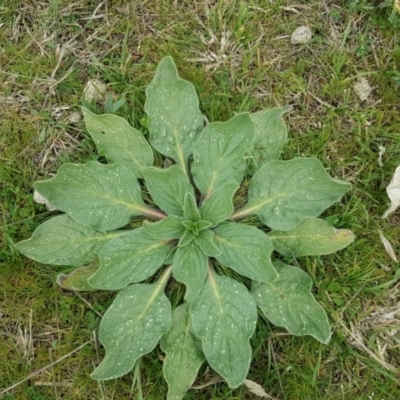 Echium plantagineum (Paterson's Curse) at Isaacs, ACT - 7 Sep 2016 by Mike