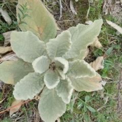 Verbascum thapsus subsp. thapsus (Great Mullein, Aaron's Rod) at Isaacs, ACT - 7 Sep 2016 by Mike