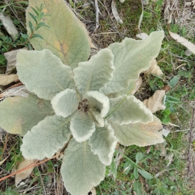 Verbascum thapsus subsp. thapsus (Great Mullein, Aaron's Rod) at Isaacs Ridge and Nearby - 7 Sep 2016 by Mike
