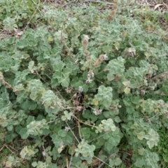 Marrubium vulgare (Horehound) at Isaacs, ACT - 7 Sep 2016 by Mike