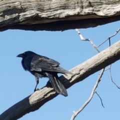 Corvus coronoides (Australian Raven) at Mount Mugga Mugga - 6 Sep 2016 by Mike