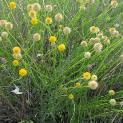 Calotis lappulacea (Yellow Burr Daisy) at Weetangera, ACT - 13 Dec 2013 by pinnaCLE