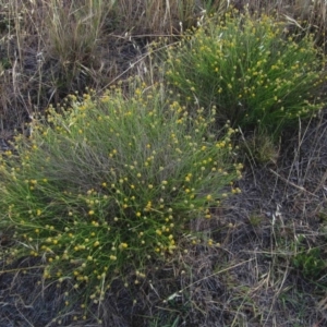 Calotis lappulacea at Weetangera, ACT - 14 Dec 2013 12:00 AM