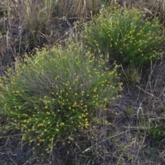 Calotis lappulacea at Weetangera, ACT - 14 Dec 2013