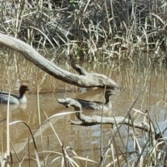 Chenonetta jubata (Australian Wood Duck) at Mount Mugga Mugga - 6 Sep 2016 by Mike