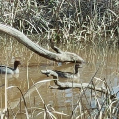 Chenonetta jubata (Australian Wood Duck) at Mount Mugga Mugga - 6 Sep 2016 by Mike