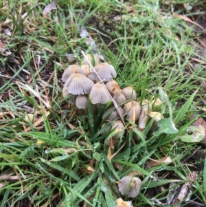 Coprinellus etc. at Deakin, ACT - 10 Sep 2016 09:52 AM