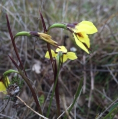 Diuris chryseopsis (Golden Moth) at Goorooyarroo NR (ACT) - 10 Sep 2016 by AaronClausen