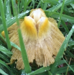 Bolbitius titubans (Yellow Fieldcap Mushroom) at Gungahlin, ACT - 10 Sep 2016 by AaronClausen