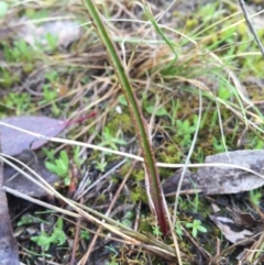 Thelymitra sp. at Undefined - 10 Sep 2016 by AaronClausen