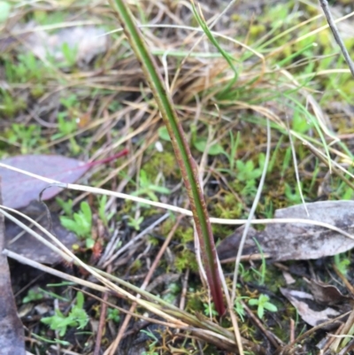 Thelymitra sp. at Undefined - 10 Sep 2016 by AaronClausen