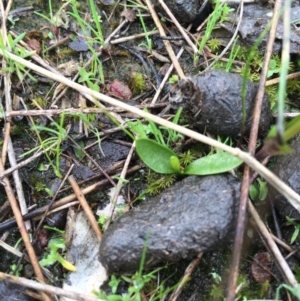 Ophioglossum lusitanicum at Gungahlin, ACT - 10 Sep 2016 01:16 PM